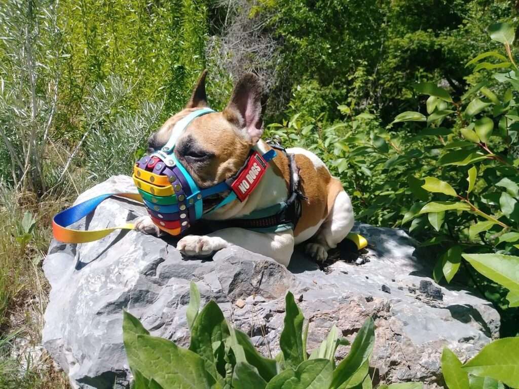 brachycephalic muzzle