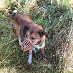 muzzle train dog