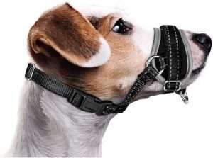 bad dog muzzle