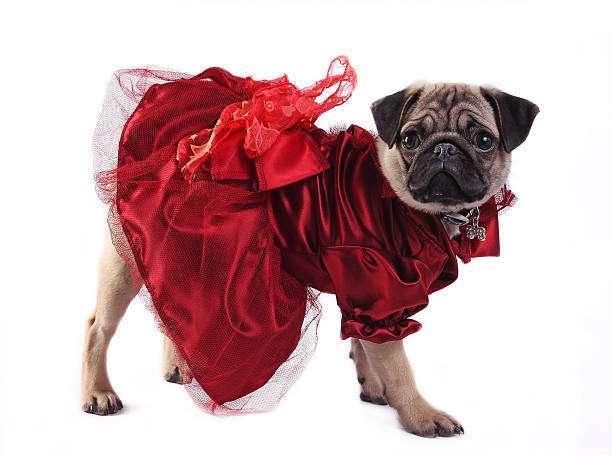 dog in dress