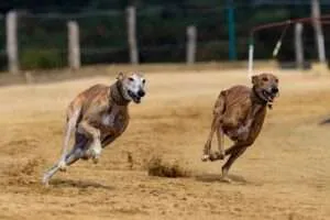 Facts best sale about greyhounds