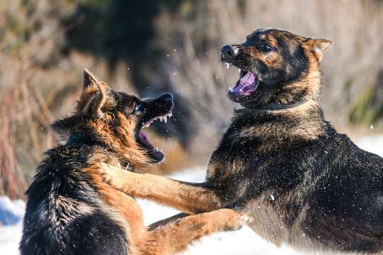new dog law 2023