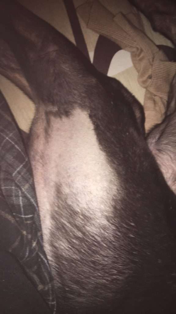 bald patches greyhounds