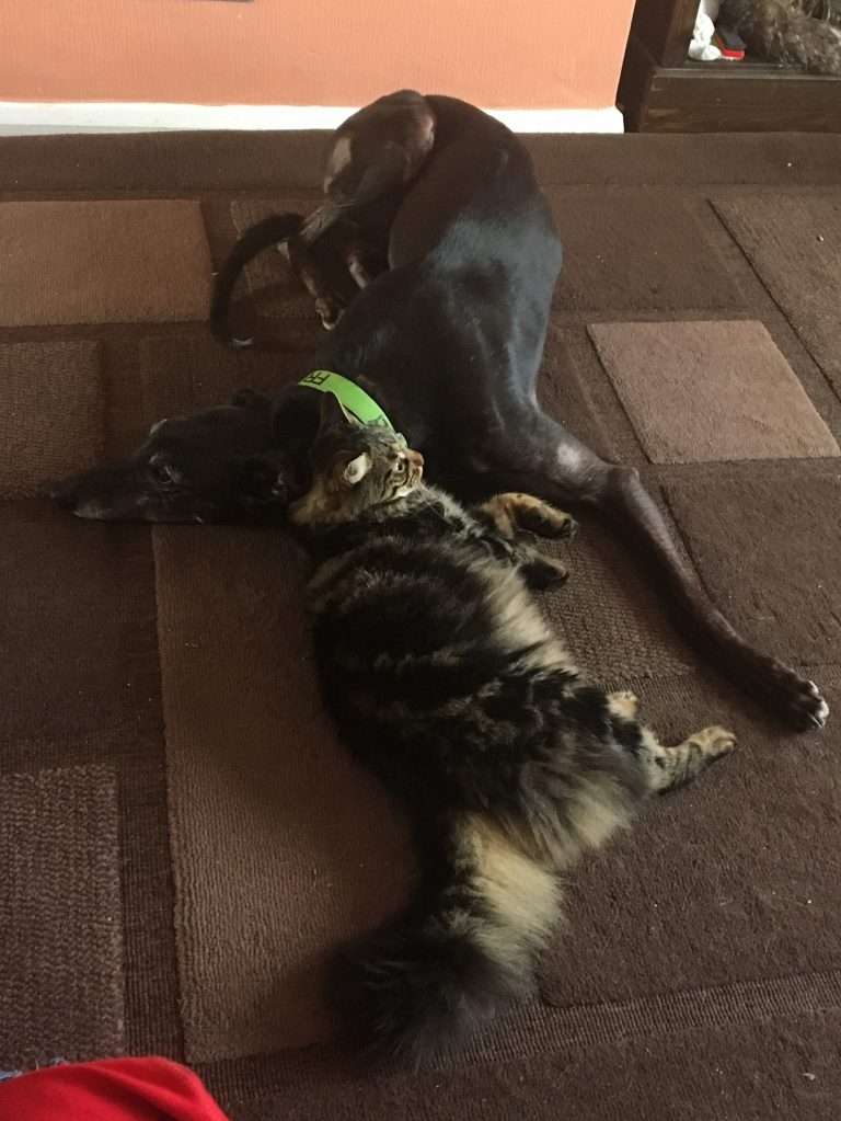 greyhounds and cat introductions