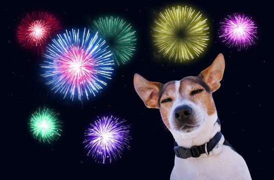 dog scared fireworks
