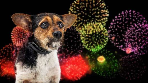 train dog for firework night