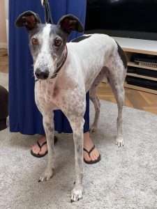 greyhounds as pets