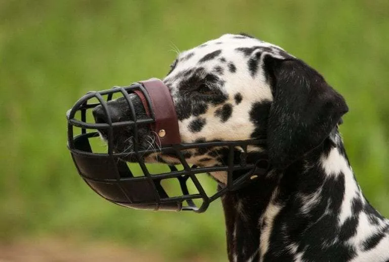 muzzle train dog