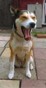 calming signals dogs yawn