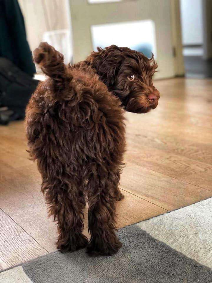 best family dog