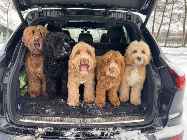 australian labradoodle