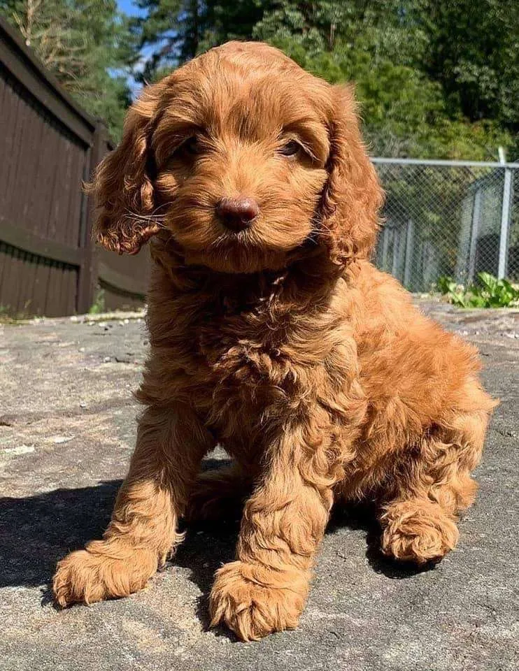 Red australian labradoodle store puppies