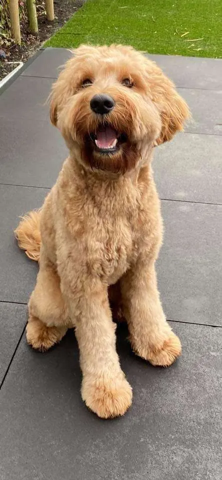 Australian clearance labradoodle dog