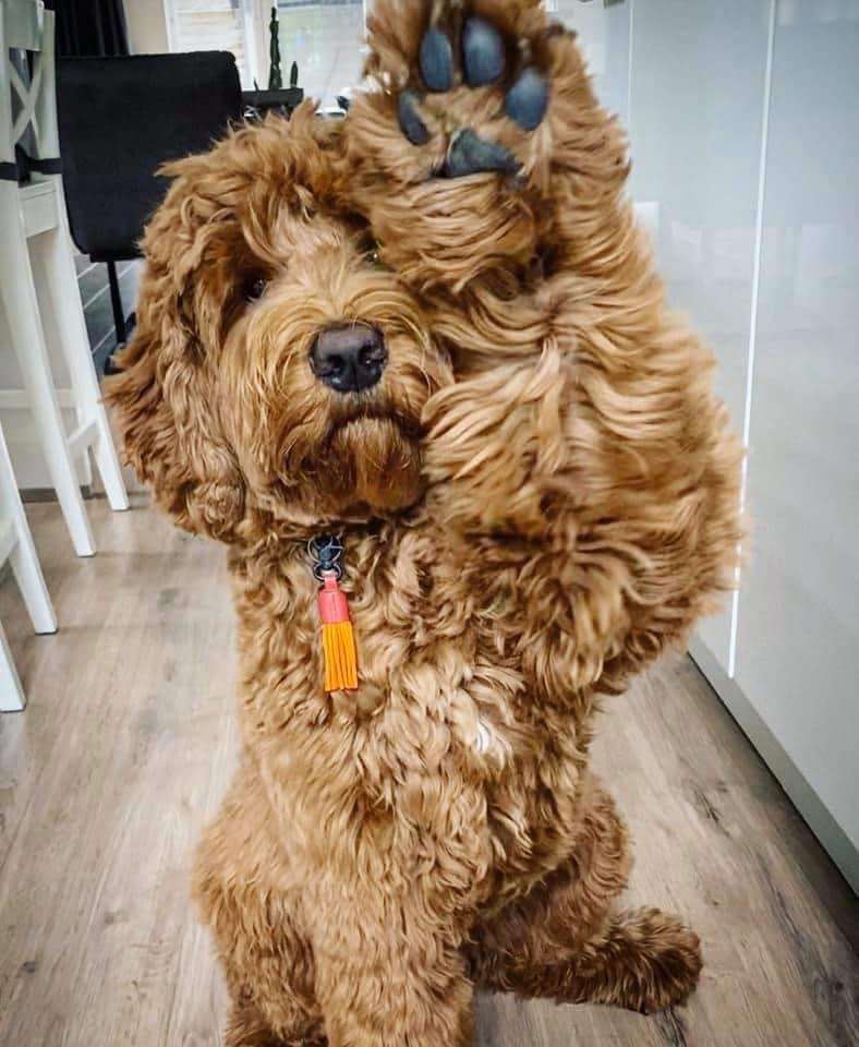 perfect first dog