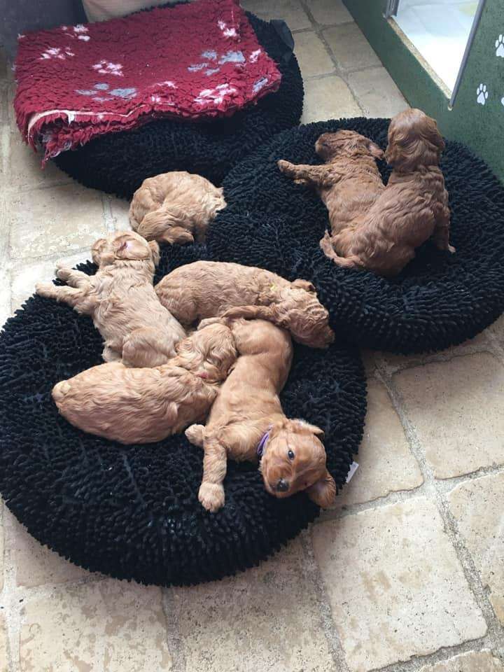 australian labradoodle puppies