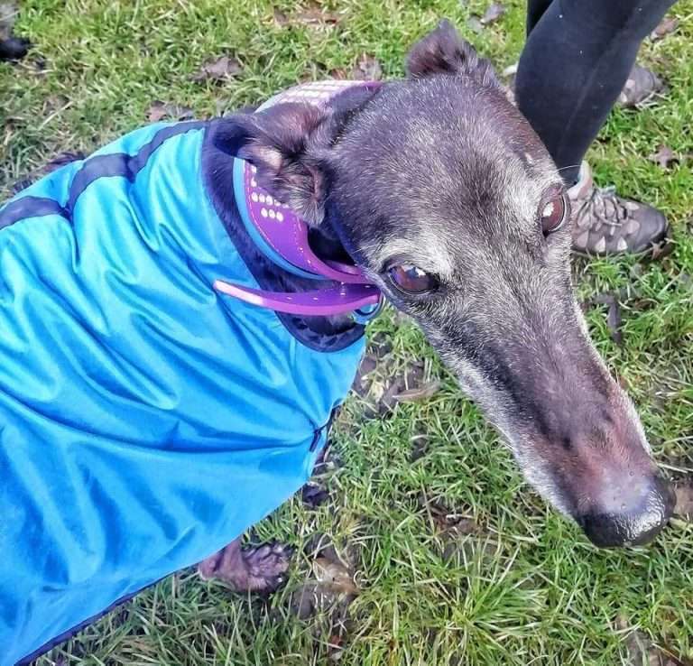 greyhound training Kent