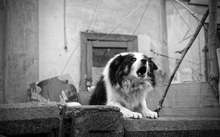 why my dog Barking night