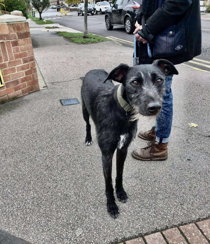 local dog behaviourist near me