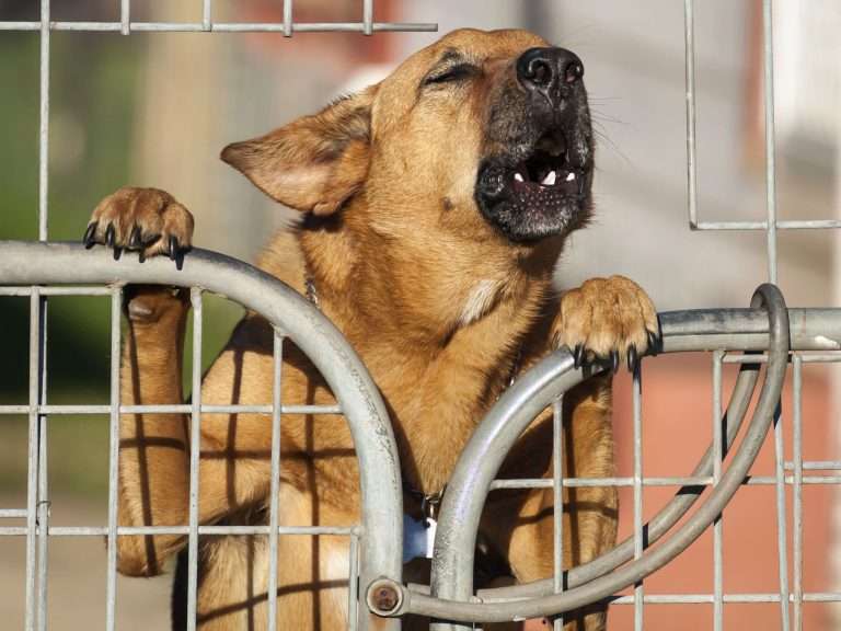 dog barking at night