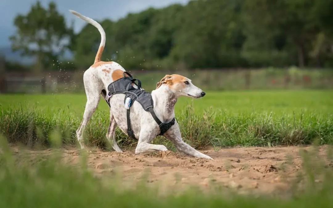 A harness just for sighthounds
