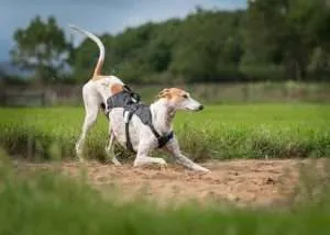 best greyhound harness