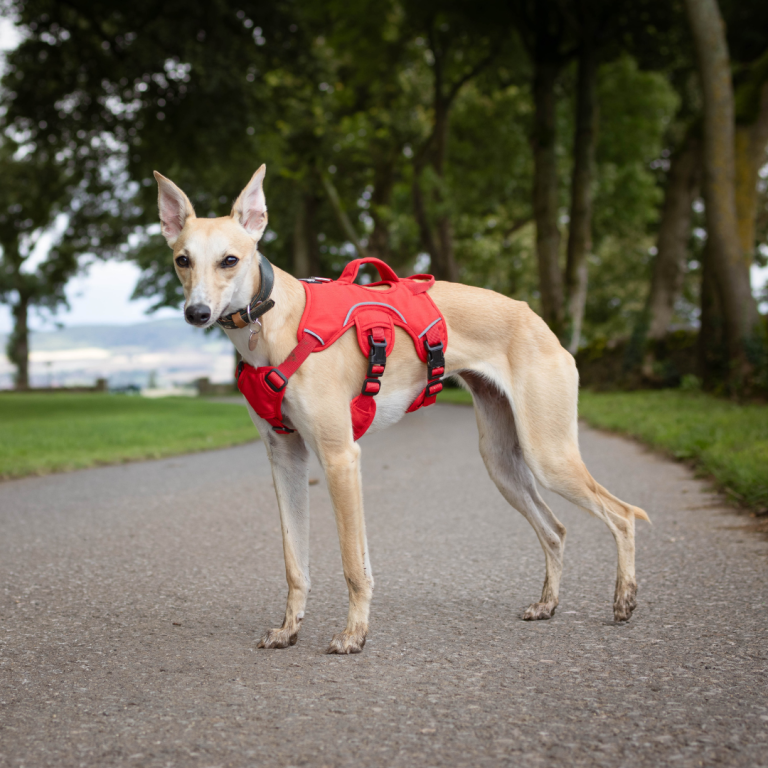 whippet harness