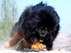 tibetan mastiff worlds scariest dog breed