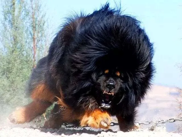 tibetan mastiff worlds scariest dog breed