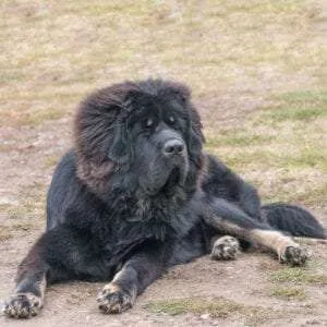 black Tibetan mastiff